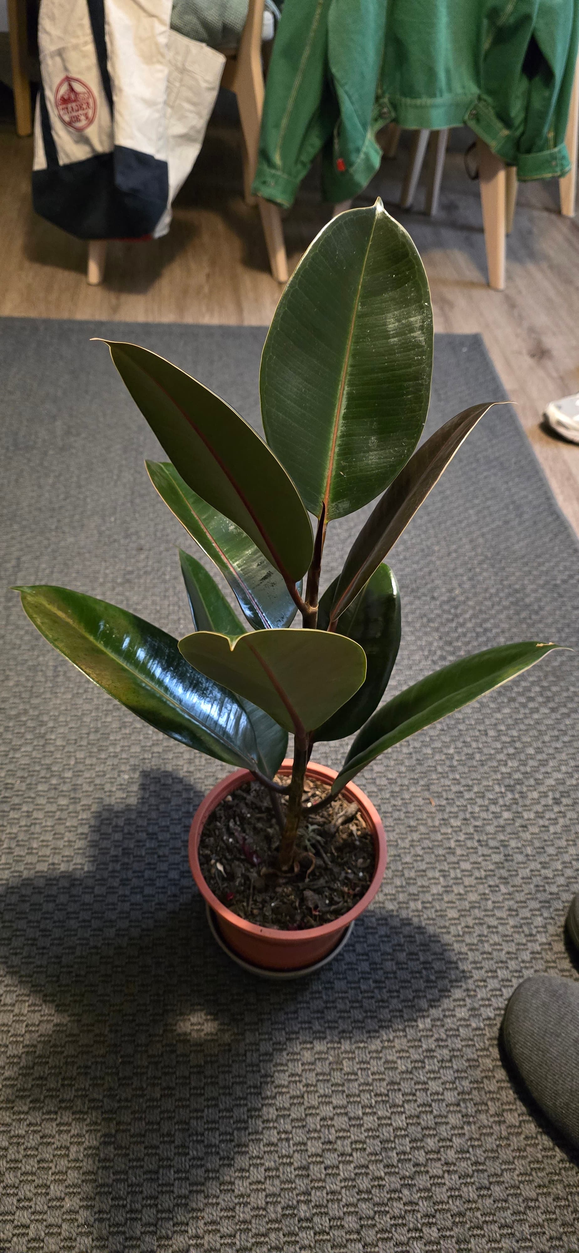 Ficus Gomero