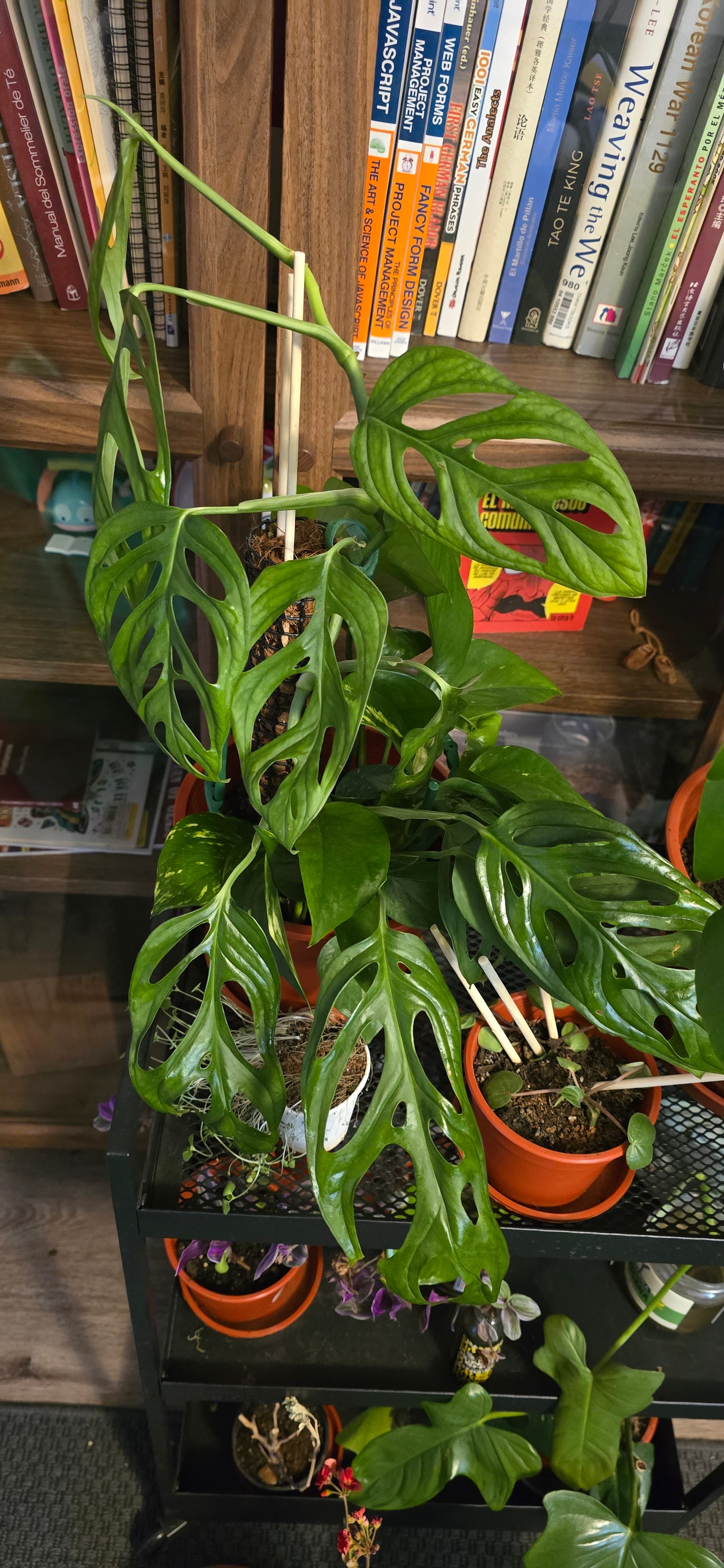 Monstera adansonii