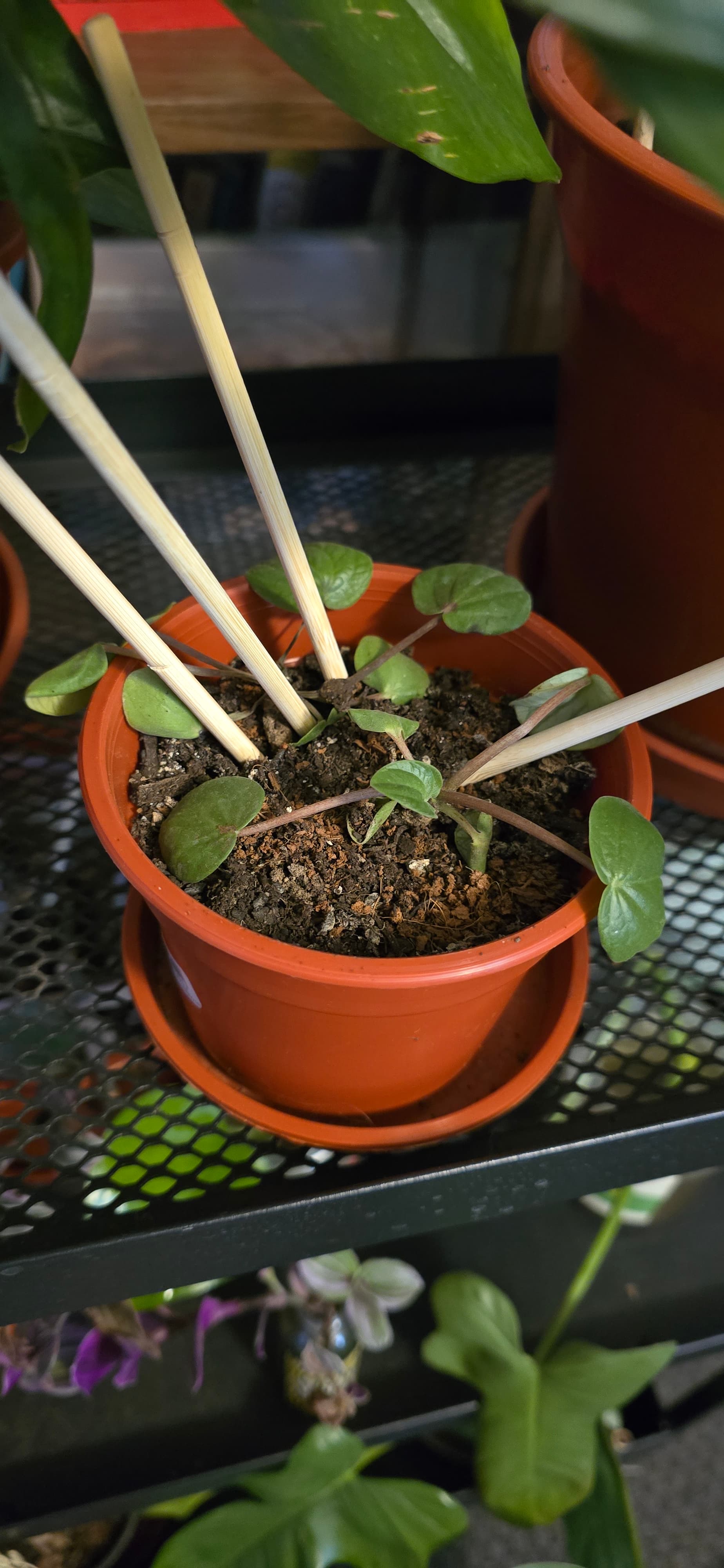 Peperomia rana verde 2