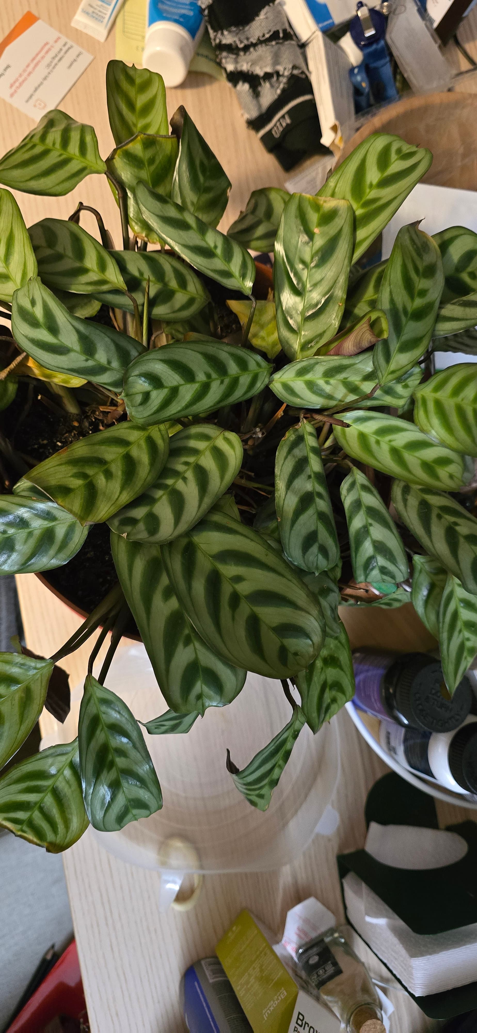 Calathea burle marxii
