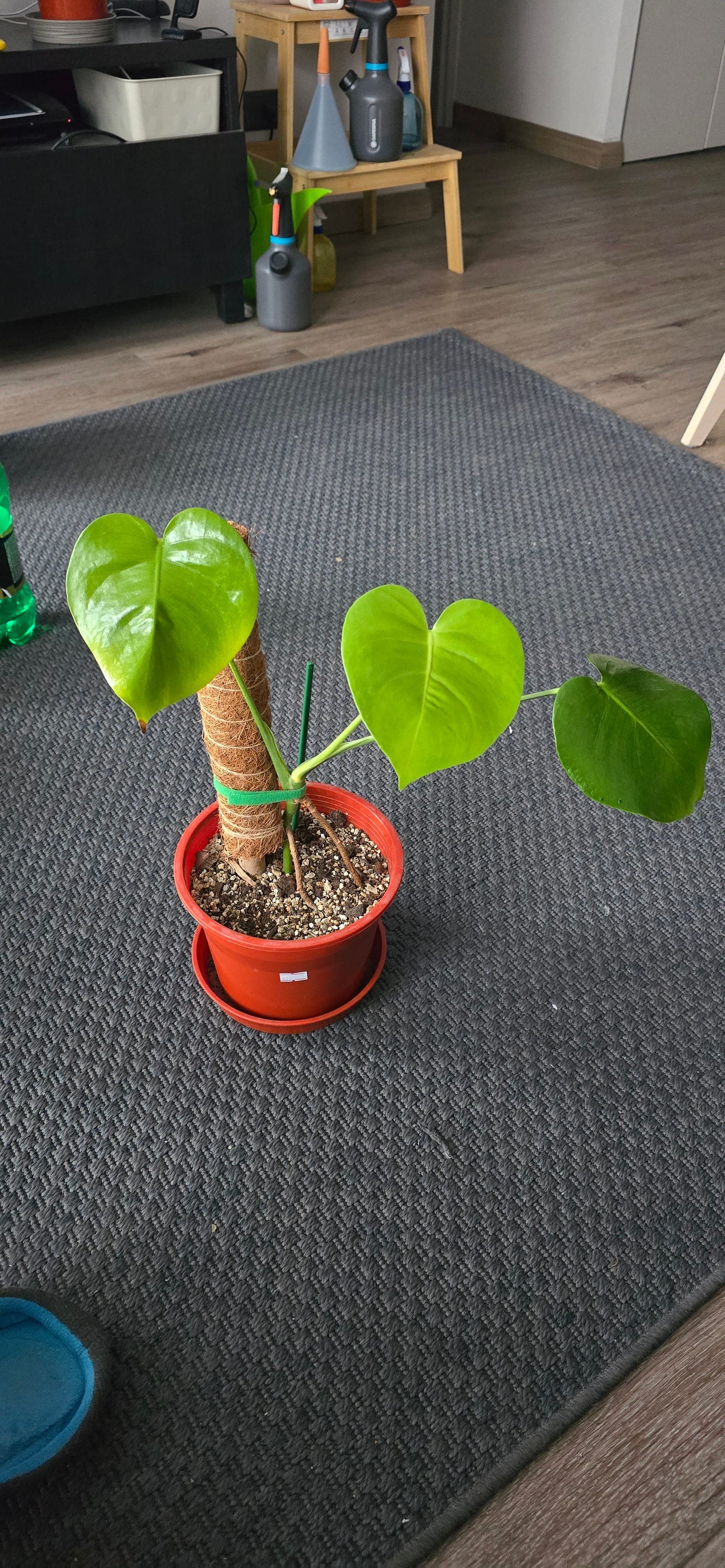 Monstera (ex jarro agua)