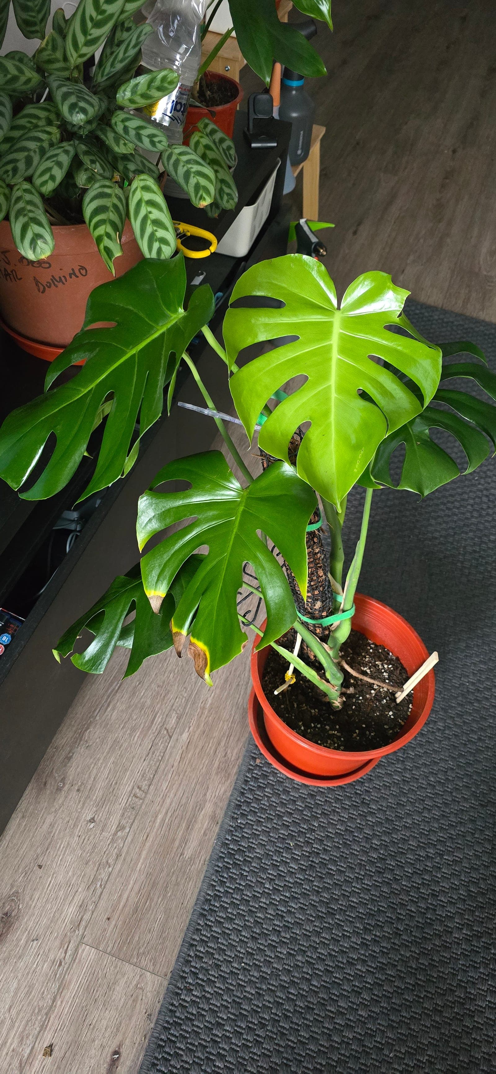 Monstera