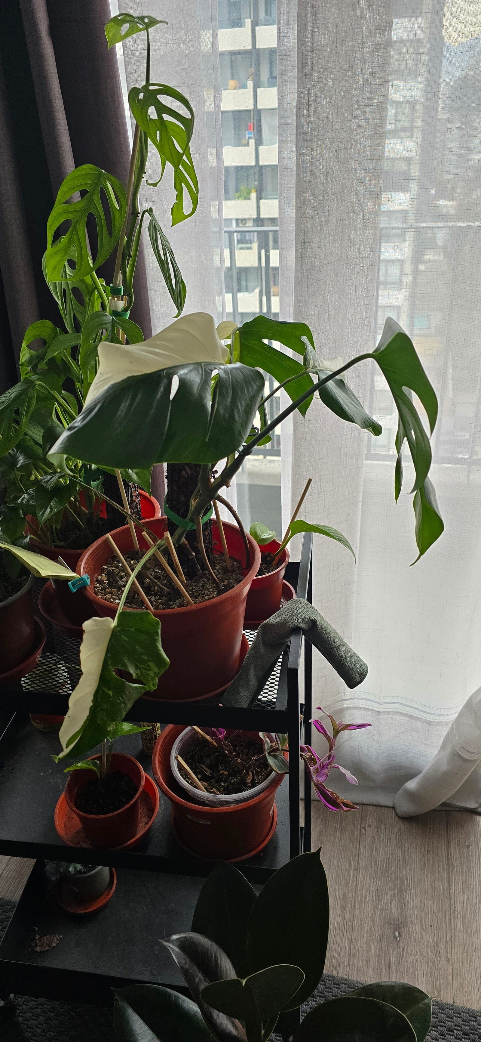 Monstera albo