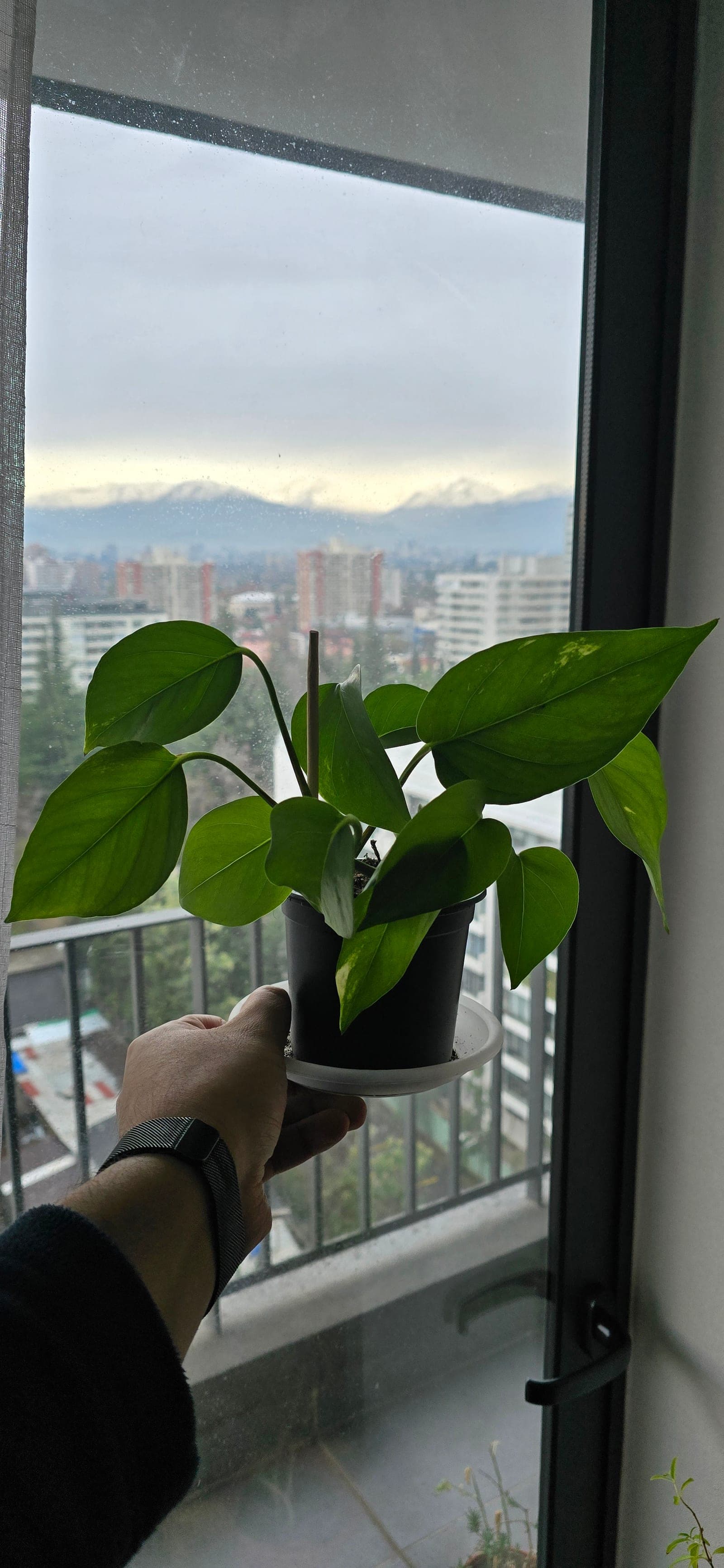 Pothus